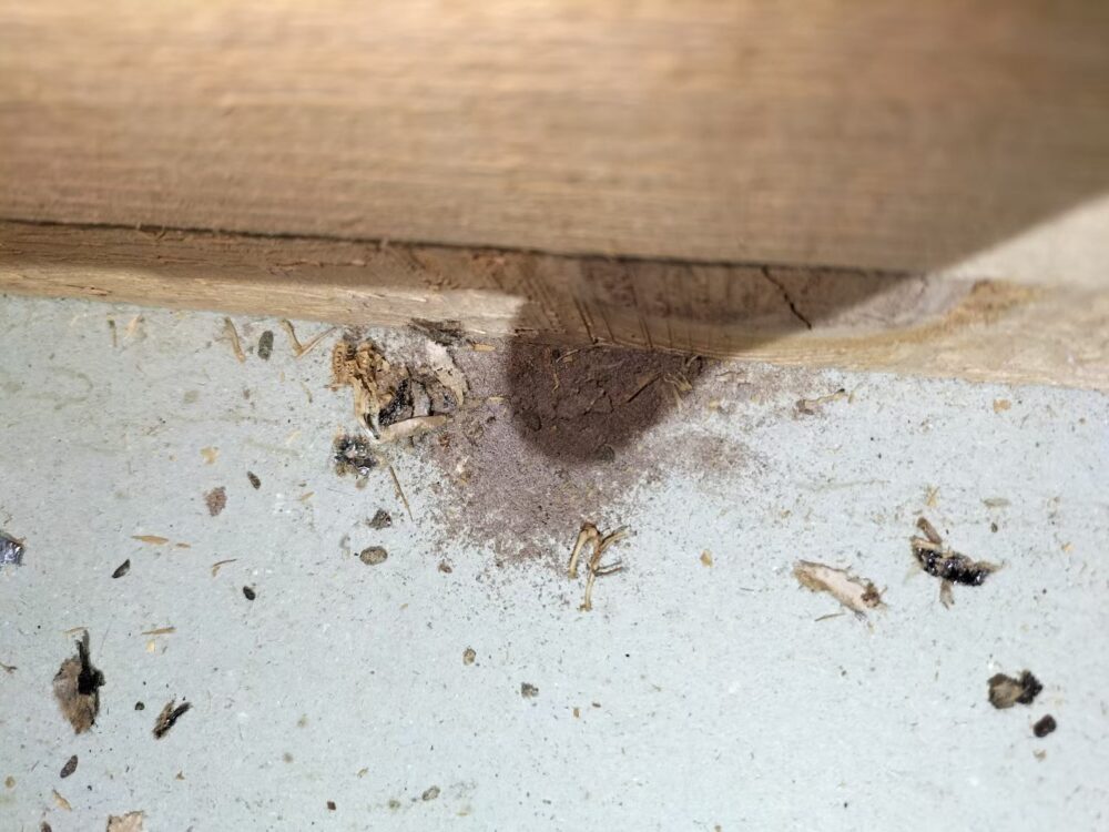 福岡県行橋市　ネズミによる被害　M様邸　駆除実績