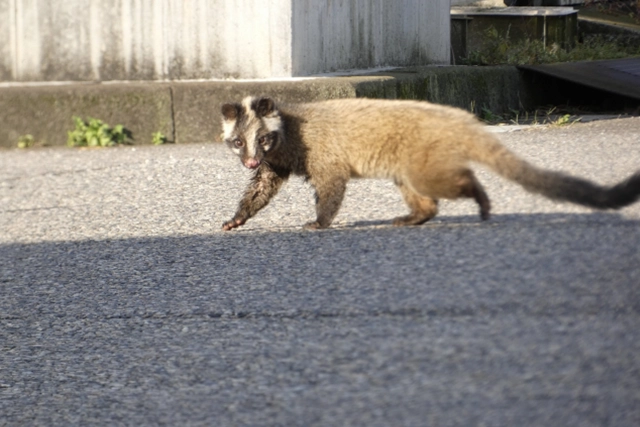 ハクビシン