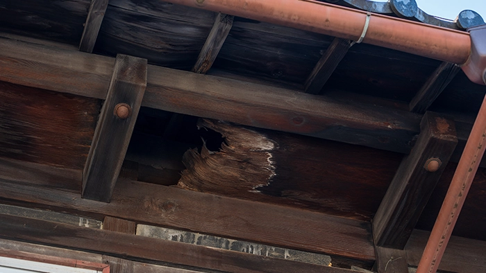 屋根裏から物音がする