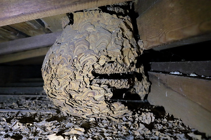 蜂の巣ができている