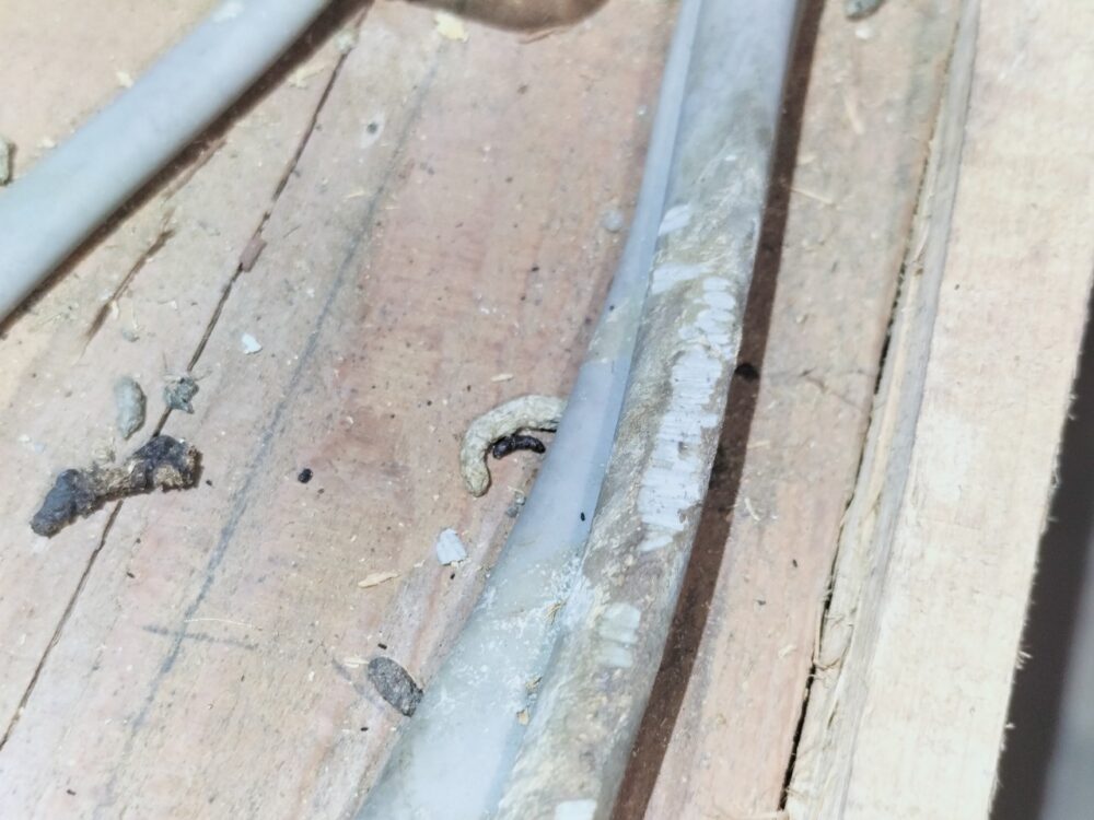 佐賀県鳥栖市　ネズミによる被害　I様邸　駆除実績